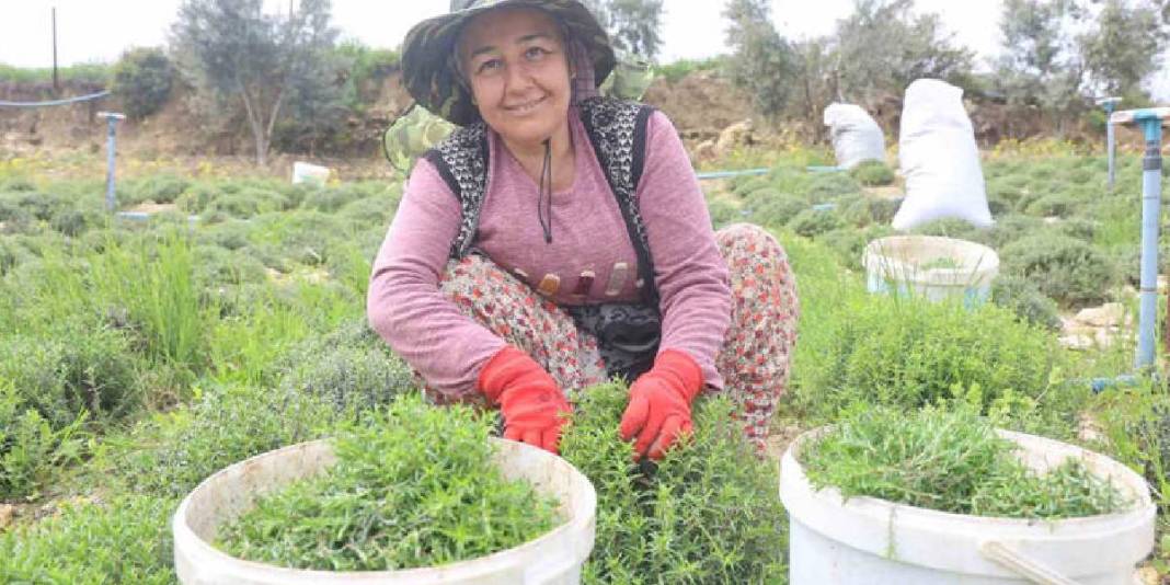 8 dönümden 10 ton rekolte bekleniyor: Kilosu 400 TL’yi bulan üründe hasat bereketle başladı 4